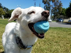 Chuckit Gen 1 Fetch Pack Dog Balls - Interactive Dog Toys, High-Bounce Fetch Ball, Floating Ultra and Rugged Balls, Durable - , 2.5-inch Diameter, Set of 3