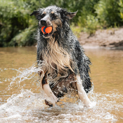 Chuckit! Ultra Ball Dog Toy -  For Dogs 60-100 lbs - Made from Durable Rubber - Super Bouncy - Floats in Water - 3-inch Diameter - Pack of 1