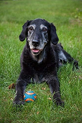 Chuckit! Ultra Squeaker Ball Dog Toy