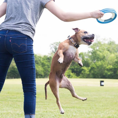 Chuckit! Rugged Fetch Wheel Dog Toy