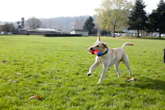ChuckIt! Tumble Bumper Dog Toy