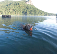 Chuckit! Ultra Ball Dog Toy - For Dogs 100+ lbs - Made from Durable Rubber - Super Bouncy - Floats in Water