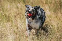 Chuckit! Ultra Ball Dog Toy - Medium Bouncy Fetch Balls For Dogs 20-60 lbs - Made from Durable Rubber - Floating Water Pet Toys