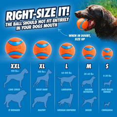 Chuckit! Ultra Ball Dog Toy - Medium Bouncy Fetch Balls For Dogs 20-60 lbs - Made from Durable Rubber - Floating Water Pet Toys