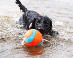 Chuckit! Amphibious for Medium and Large Dogs