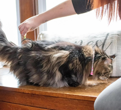 Coastal Pet Stainless Steel Safari Cat Shedding Blade - Cat Hair Removal Brush - Pet Grooming Tool to Prevent Hairballs