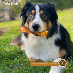Fieldcrest Farms Nothin to Hide Flip Chips Chews for Dogs - All Natural Rawhide Alternative Treats for Dogs, Chicken, Beef or Peanut Butter Flavor Snack for All Breed Dogs (Peanut Butter)