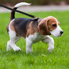 Four Paws Cotton Web Dog Training Lead, Black