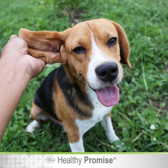 Four Paws Healthy Promise Grooming Soothing Pet Ear Wash Cleaner for Dogs and Cats, Odor Reducing & Itch Relief