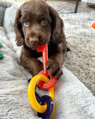 Nylabone Bacon Puppy Teething Keys, Small